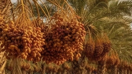 Everything you need to know about exporting dates from Iran