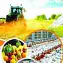 تک آغاج، فروش محصولات کشاورزی و دامی در فارس